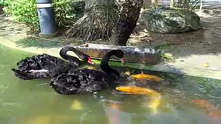 Swan trying to get his food wet so he can swallow it and Koi fish trying to get some of it